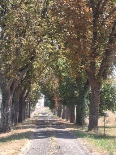La longue allée de marronniers et de chênes rouges menant à la maison