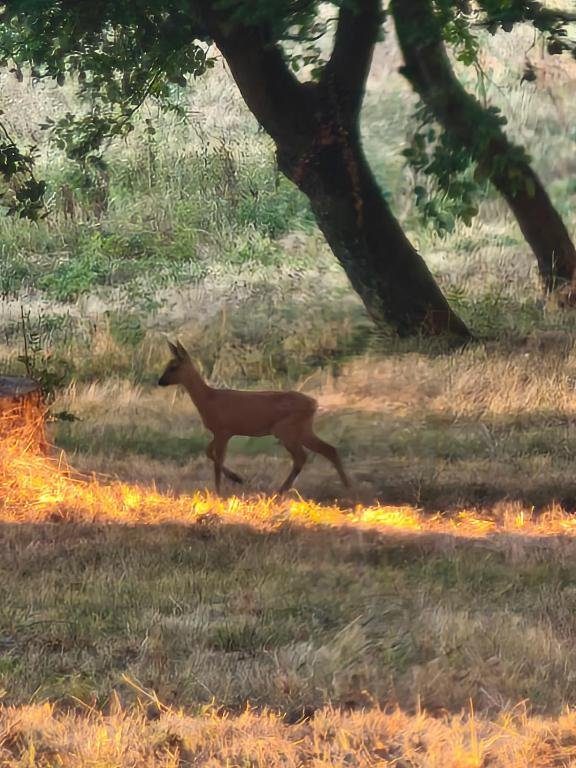 Un chevreuil traverse le parc du domaine dans la lumière dorée du petit matin